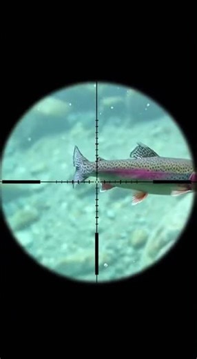 Fish Swimming In My Rifle Scope