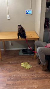 Monkey Catches! | MonkeyBoo