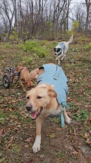 7.6K views · 809 reactions | Our favorite! Happy Dogs! #emotionalrescuedogs #paws #love #rescue | Emotional Rescue LLC | Facebook