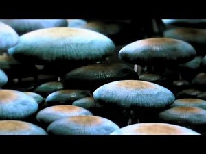 Presentación THX en película AVATAR