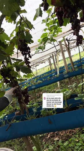 Respondendo a @Σοφία Βικτώρια