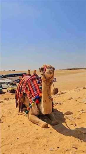 Pyramids of Giza, Sphinx, Saqqara & Memphis Tour