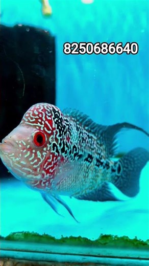 Fresh Flowerhorn Shipment Just Arrived 🔥💯