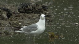A common mew gull dips its beak into a muddy estuary.