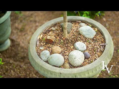 Garden Tour: How and Why I Use Gravel to Mulch My Containers and Pots // Linda Vater