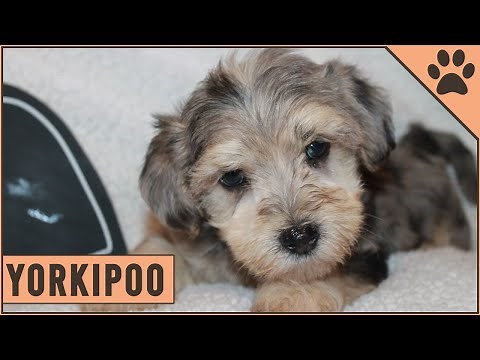 Yorkiepoo Dog Breed Information | Dogs World