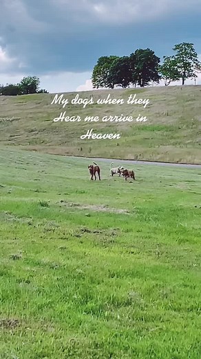 Joyful Dogs Running in a Grassy Field