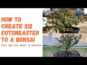HOW TO CREATE COTONEASTER “CORAL BEAUTY” TO A BONSAI TREE ONLY $12