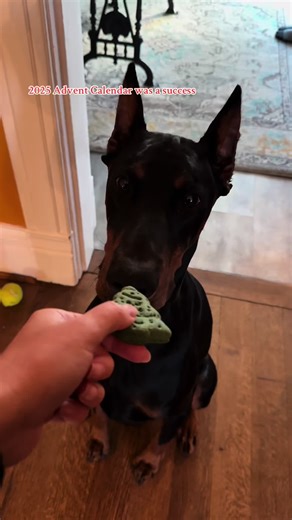 Murphy's Joy with the BarkBox Advent Calendar
