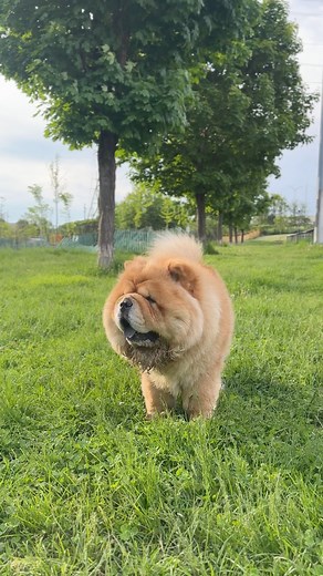 How to train your Chow Chow 🐶 #funnydogreels #trainedchowchow #sleepydoggo #chowchow #chowchowlovers #doglife #offleashlife #chowchowdog #chowchowlife # | Chow Chow Squad