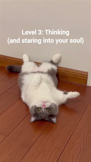 sad cats. #cats #catmemes #funnycats #catscompilation