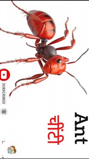 20 Insect Names in English | Insects Name for Kids | Learn Insect Names