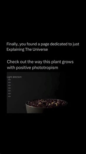 Explaining The Universe on Instagram: "Positive phototropism is the growth response of a plant toward a light source. It occurs when a plant detects light on one side, causing plant hormones called auxins to move to the shaded side of the stem. These hormones make the cells on the darker side elongate more than those on the side facing the light, which causes the plant to bend toward the light source. This natural behavior helps the plant maximize its exposure to sunlight, allowing it to perform