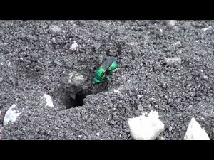Cuckoo Wasp (Chrysididae: Hedychrum) at Weevil Wasp Burrow