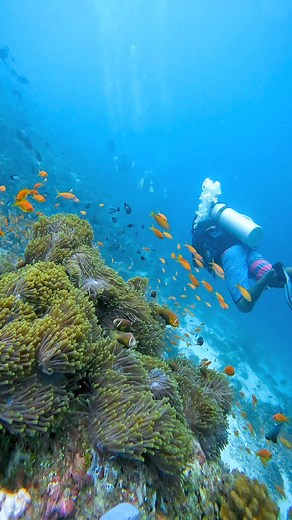 Embrace the infinite blue! Join us beneath the surface, where every dive unveils a spectacle of coral kaleidoscopes. Explore the vibrant wonders of undersea life in the deep.#ConradMaldives #WorldOceansWeek #Maldives #VisitMaldives | Conrad Maldives Rangali Island