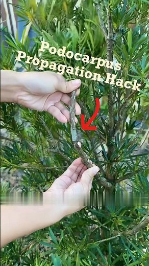 Podocarpus propagation on the tree—new method beyond air layering. #SparkPlan #PhotosynthesisPlan