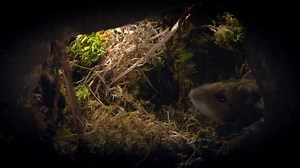 Springtime in a European Woodland | Bumblebees vs. Mice | Britannica