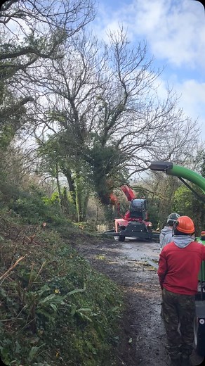 Making ash tree removal look easy #ashdieback #timber #woodcracker #magni | Drinkwater Tree Services Ltd