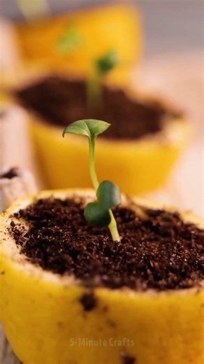 Trucos de plantas #Plantas 🌿