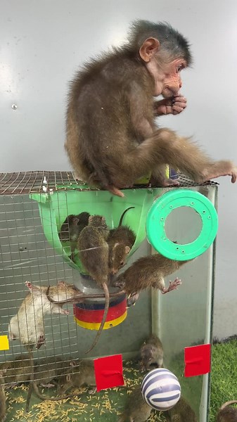 Baby monkey has a cute short tail
