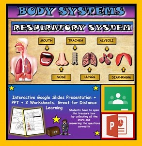 The Respiratory System Powerpoint   Worksheets. Lungs Alveoli Trachea