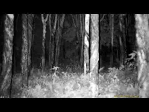 Megaorei NK008 IR Test Video