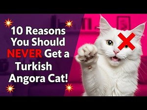 10 Reasons You Should NEVER Get a Turkish Angora Cat! 😼❌