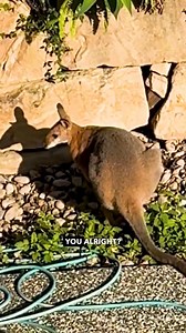 466K views · 10K reactions | Here's me commentary on a dramatic fight  #ozzymanreviews #wallaby #kangaroo #australia | Ozzy Man Reviews | Facebook