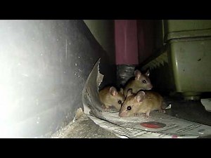 Rat poison how does it work