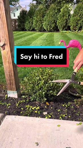 Pruning Baby Boxwoods for a Satisfying Topiary Transformation
