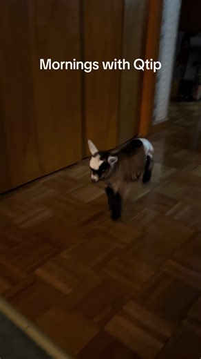 theG.O.A.T.gal (@thegoatygal)’s videos with original sound - theG.O.A.T.gal