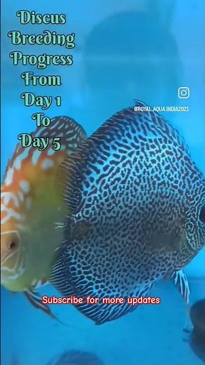 Discus breeding Progress | From Day 1 To Day 5 🧿🧿 #discusfish #discusbreeding #discusfry #discus