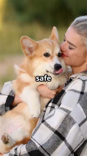 Hot Floors Can Burn Your Dog’s Paws 🐾🔥