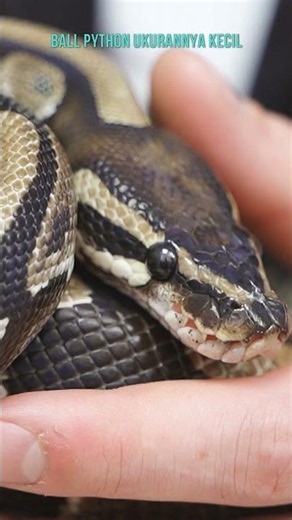 All About Ball Pythons: The Most Popular Pet Snake