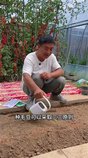 How to grow edamame with uniform seedlings and good growth #edamame