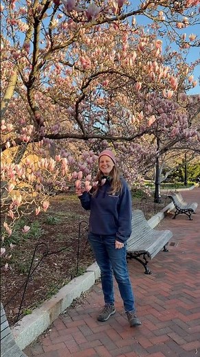 🌸 Magnolia Update with Sarah 🌸 #BotanicGarden