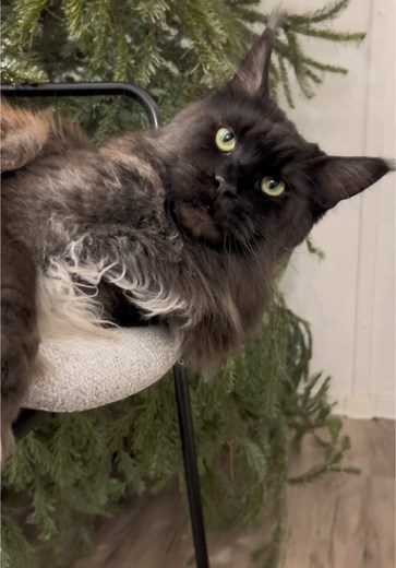 Maine Coon Cats: Unique Talkative Personalities