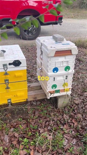 I start all my hive inspections by checking out the landing boards. #backyardbeekeeping #bee