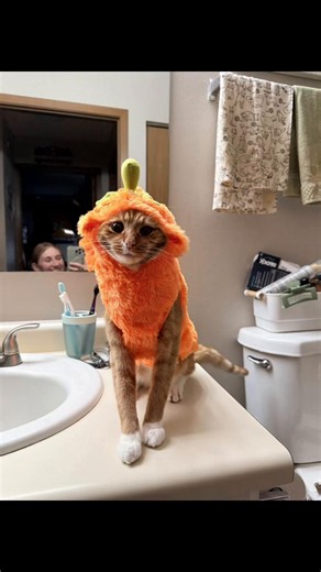 Punkin Mannn orange cat pumpkin costume — City Taste Test clip