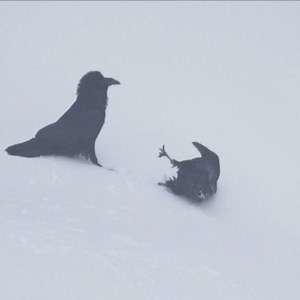 Watch: Vancouver photographer's video of ravens playing like puppies in the snow goes viral http://www.cbc.ca/1.5950767 | CBC Vancouver