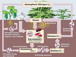 Human impact on the nitrogen cycle - Alchetron, the free social encyclopedia