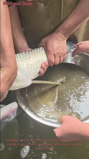 How Fish Eggs Are Harvested by Hand 🐟🥚