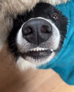 When your dog is being naughty - there is no other option 😂🤣 | Tyla