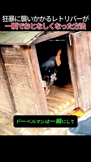 狂暴に襲いかかるレトリバーが一瞬でおとなしくなった方法 #序列1位 #ドーベルマン #レトリバー #口輪 #お仕置き