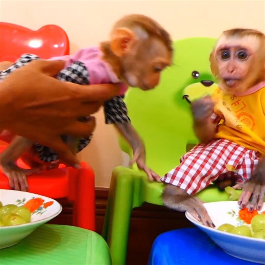 Poor Newborn Baby Monkey Very Sad... . . . #reel #cute #animals #lovely #newbornbabymonkey #monkey | Cute Baby Monkey