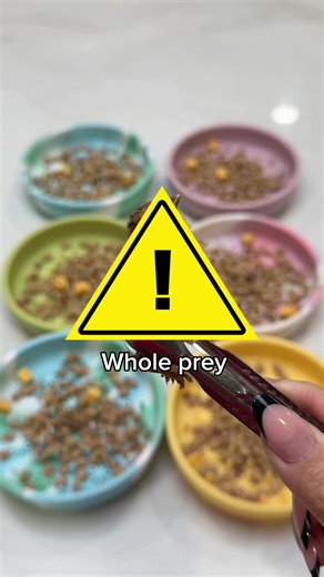 First Time Eating Quail: Cats' Reactions