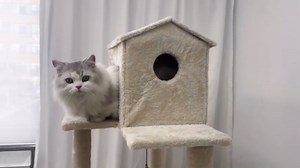 64 Inches Multi-Level Large Cat Tree Tower with Cat House for Indoor Cats/Cozy Perches/Cat Condo/Sisal Scratching Posts/Hammock/Cat Activity Center Play House/Wide Base