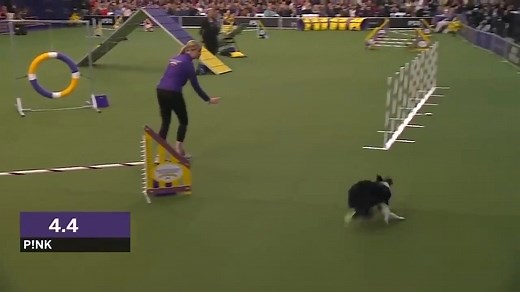 That’s the speed, style, and star power of a three-time champ! Watch P!nk the Border Collie shine in her 2020 Masters Agility competition 16” class win at the #WestminsterDogShow. 👏🐾 | Westminster Kennel Club Dog Show