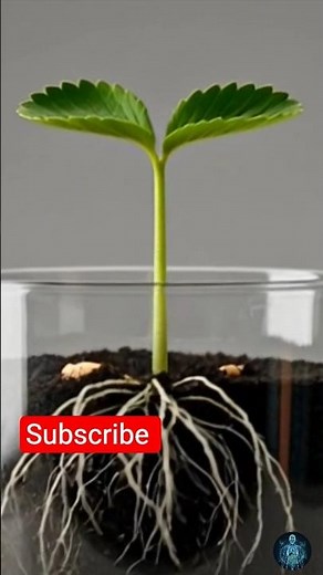 Watch Plant Grow Fast 😲 | Timelapse Video #PlantGrowth#FastPlantGrowth#PlantTimelapse#NatureTimelaps