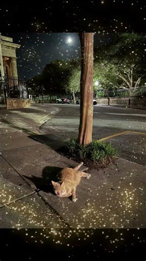 Charleston South Carolina Ghost Tour Pictures 